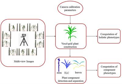 Leveraging Image Analysis to Compute 3D Plant Phenotypes Based on Voxel-Grid Plant Reconstruction